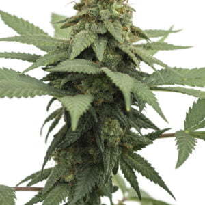 JYM's Big Berry - Saatgut