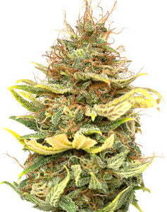 JYM's CBG#6 - Saatgut