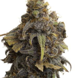 JYM's Strawberry - Saatgut