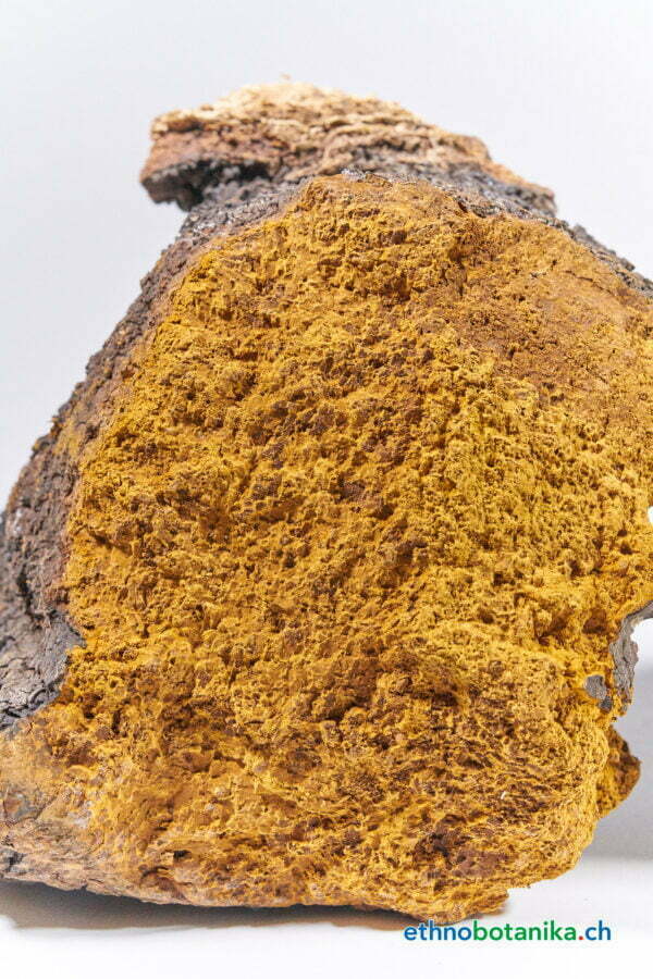 Inonotus obliquus 05