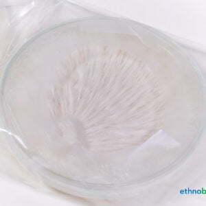 Stockschwämmchen - Kuehneromyces - Pilzzucht