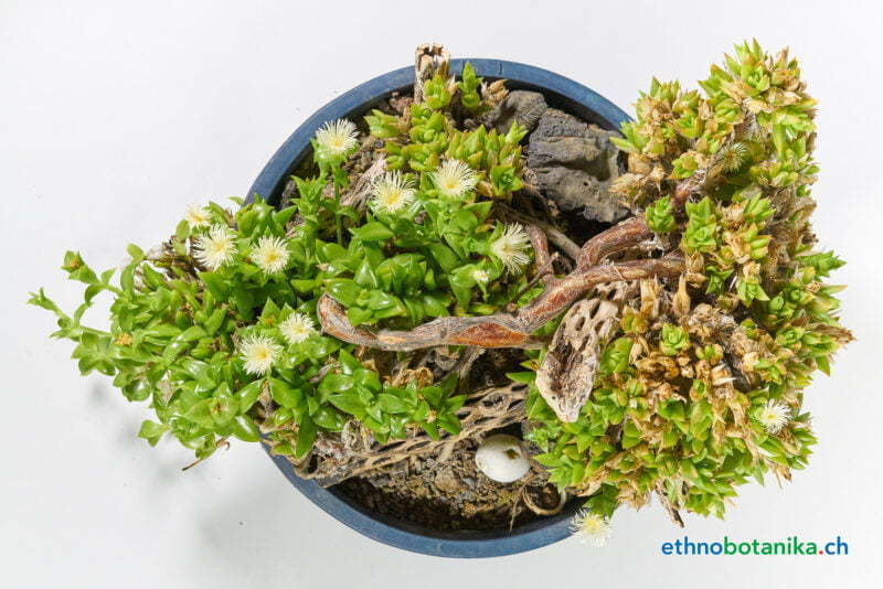 Sceletium tortuosum 02