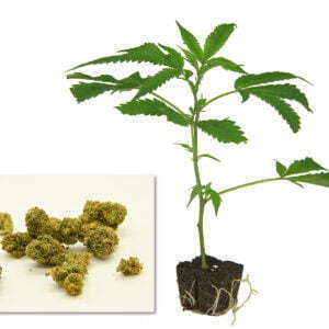 Harlequin - Cannabis Steckling