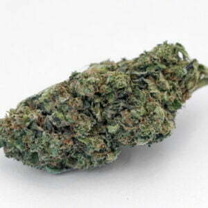 Rhabarbie - Holy-Shit - Biologisch - Indoor Hanfblüten