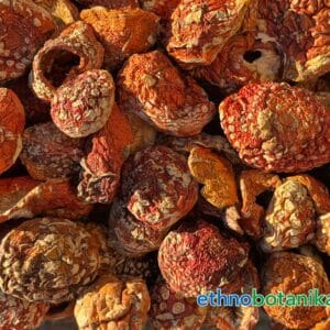 Fliegenpilz Amanita Muscaria 04